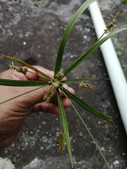 Cyperus ligularis