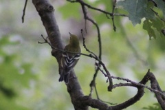Setophaga castanea
