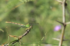 Erpetogomphus crotalinus