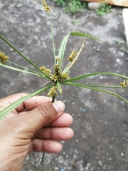 Cyperus ligularis