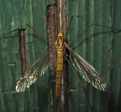 Nephrotoma virescens