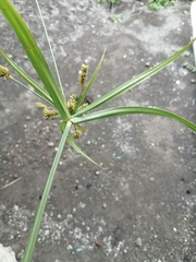Cyperus ligularis