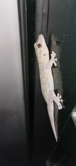 Tarentola boettgeri boettgeri