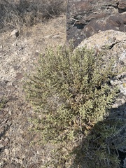 Brickellia microphylla microphylla