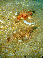 Eurypegasus draconis