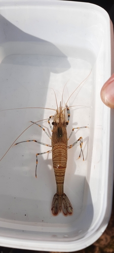 Common Prawn