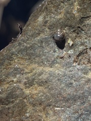 Fluminicola turbiniformis