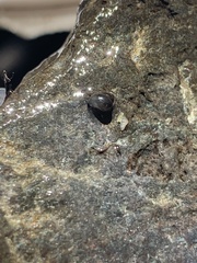 Fluminicola turbiniformis