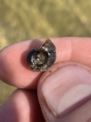 Planorbella oregonensis