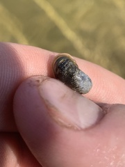 Planorbella oregonensis