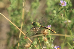 Erpetogomphus crotalinus