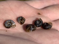 Planorbella oregonensis