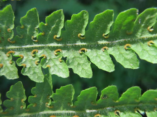 Blotiella natalensis