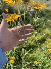 Helianthus nuttallii