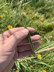 Helianthus nuttallii