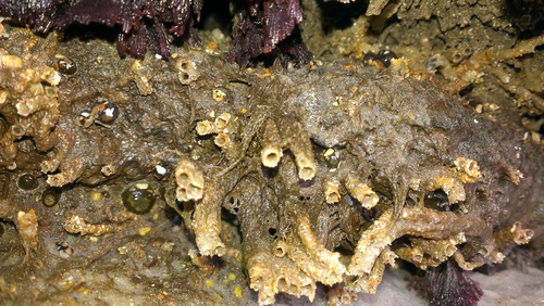 Sabellariidae image