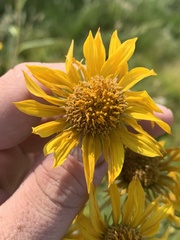 Helianthus nuttallii