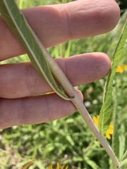 Helianthus nuttallii