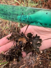 Peltigera elisabethae
