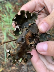 Peltigera elisabethae