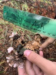 Peltigera elisabethae