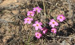Oxalis hirta tubiflora