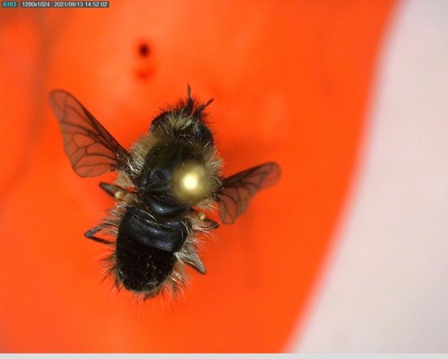 iNaturalist observation photo of Conophorus