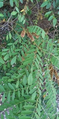 Amorpha fruticosa
