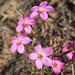 Oxalis hirta tubiflora - Photo (c) Alan Horstmann, alguns direitos reservados (CC BY-NC), uploaded by Alan Horstmann