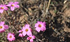 Oxalis hirta tubiflora