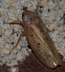 Ponana