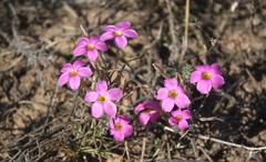 Oxalis hirta tubiflora