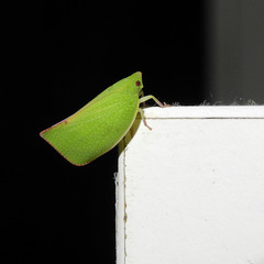 Siphanta acuta