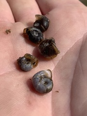 Planorbella oregonensis