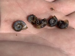 Planorbella oregonensis