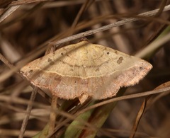 Hemeroplanis scopulepes