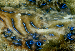 Hapalochlaena fasciata image