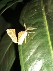 Ascotis fortunata