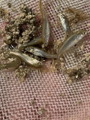 Siphateles boraxobius