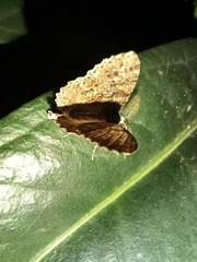 Ascotis fortunata