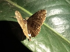 Ascotis fortunata