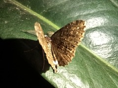 Ascotis fortunata