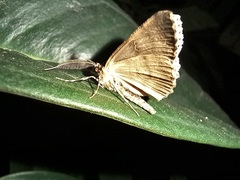 Ascotis fortunata