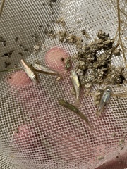 Siphateles boraxobius