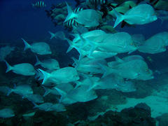 Chrysoblephus puniceus