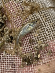 Siphateles boraxobius