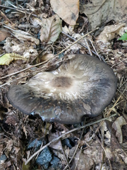 Fungi