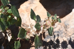 Forsskaolea