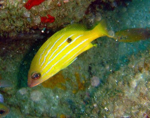 Bluestriped snapper (Lutjanus notatus) — Lutjanidae — 4