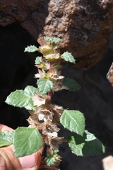 Forsskaolea